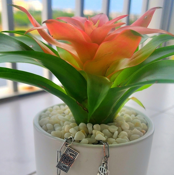 MONEY TREE - Manifest Wealth (Live Plant) - Picture 5 of 8